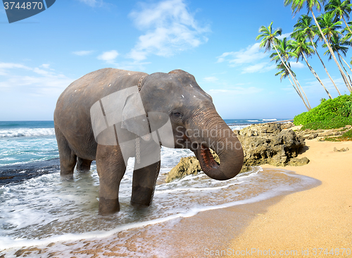 Image of Elephant on the beach