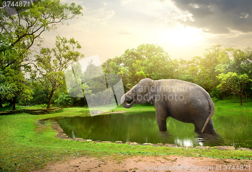 Image of Elephant, bathing  in lake