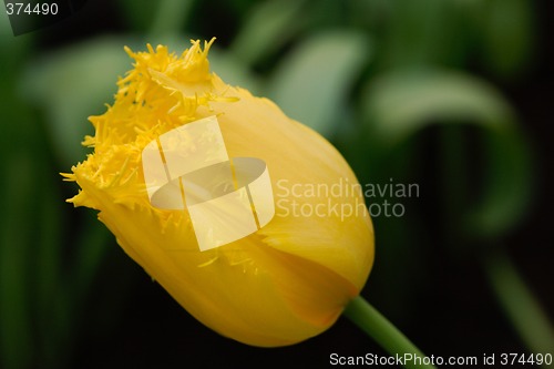 Image of Tulips