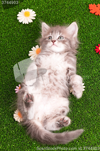 Image of Cute gray kitten playing