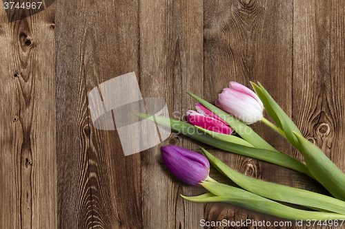 Image of Tulips on wooden background