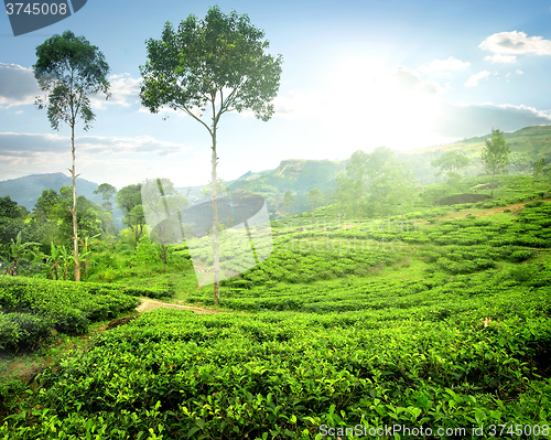 Image of Fog over tea plantations