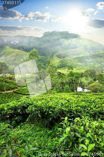 Image of Fields of tea