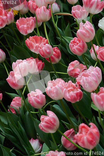 Image of Tulips