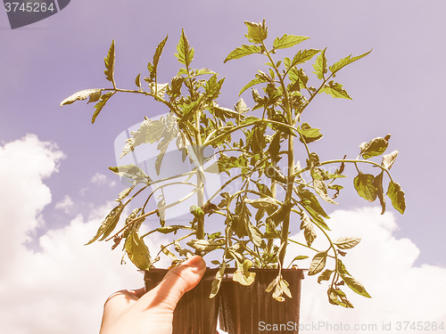 Image of Retro looking Plug tomato plant