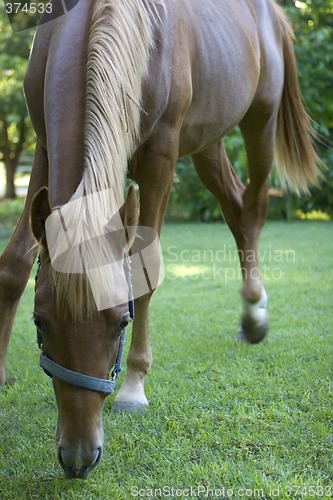 Image of Horse