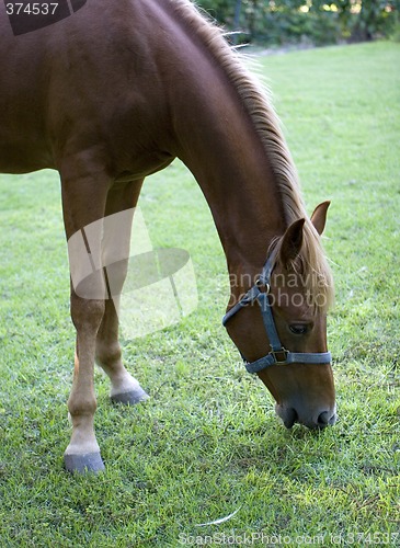 Image of Horse