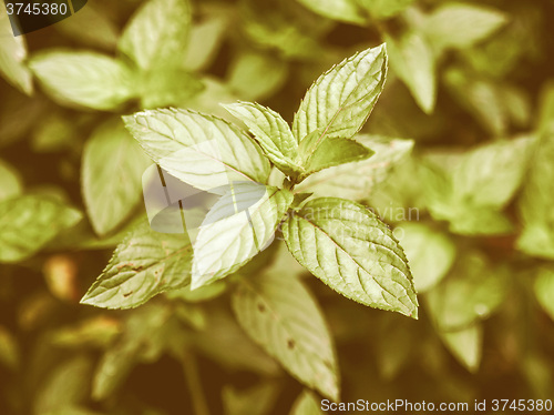 Image of Retro looking Peppermint
