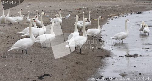 Image of Mute swan.