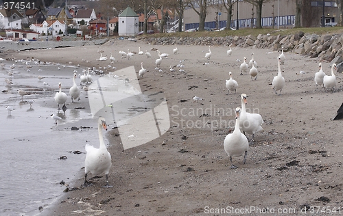 Image of Mute swan.