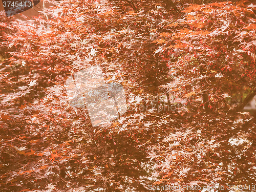 Image of Retro looking Red maple tree