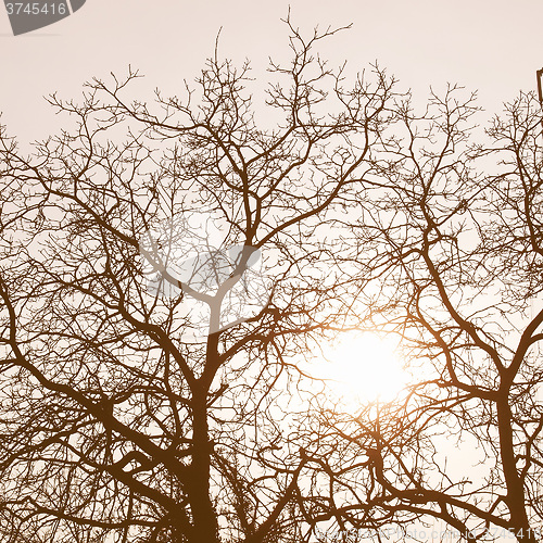 Image of Retro looking Tree picture
