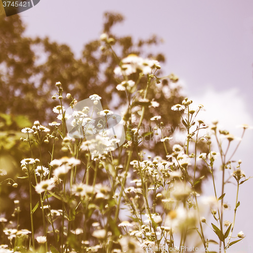 Image of Retro looking Daisy picture