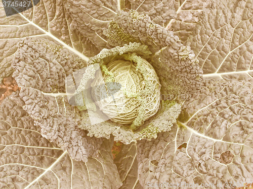 Image of Retro looking Cabbage picture