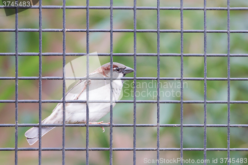 Image of Sparrow trapped