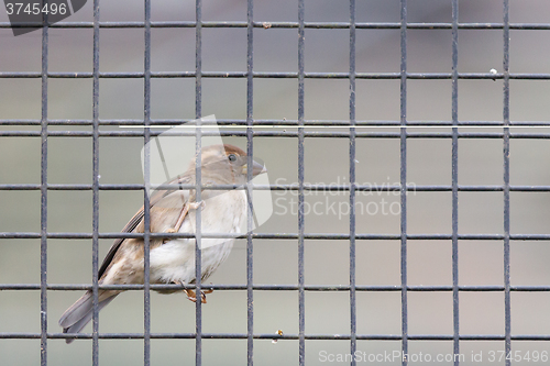 Image of Sparrow trapped