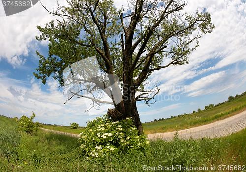 Image of Solitary oak tree by road