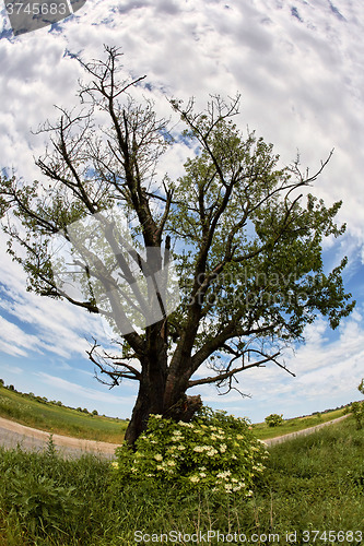 Image of Solitary oak tree by road