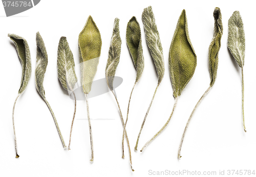 Image of Dry sage leaves (salvia)