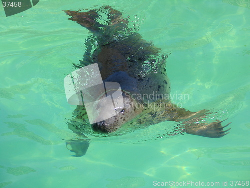 Image of fur seal