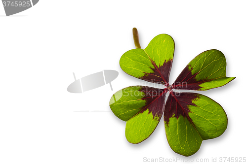 Image of Four Leaf Clover