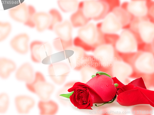 Image of Frame  with a roses and bokeh shape of hearts