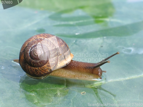 Image of Snail on a glass surface