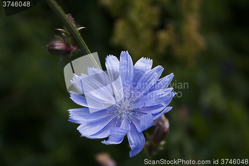 Image of common chickory