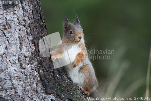 Image of red squirrel