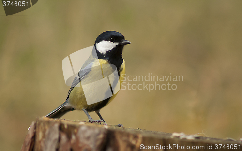 Image of great tit