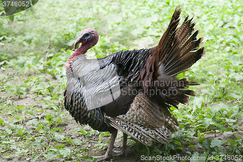 Image of male turkey