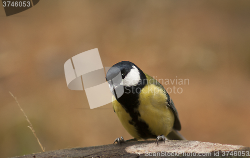 Image of great tit