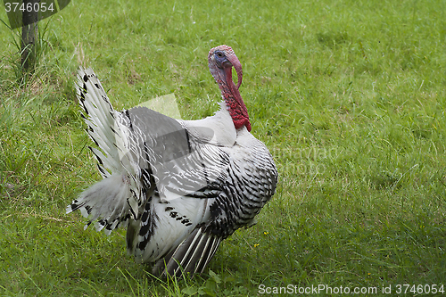 Image of male turkey