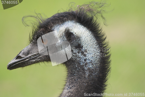 Image of emu head