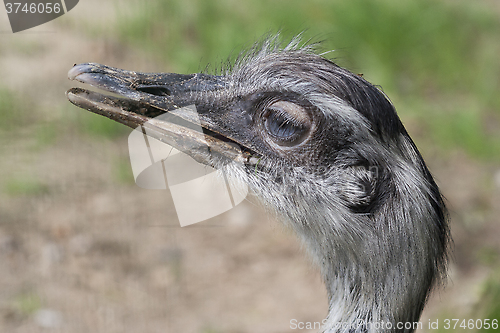 Image of the greater rhea