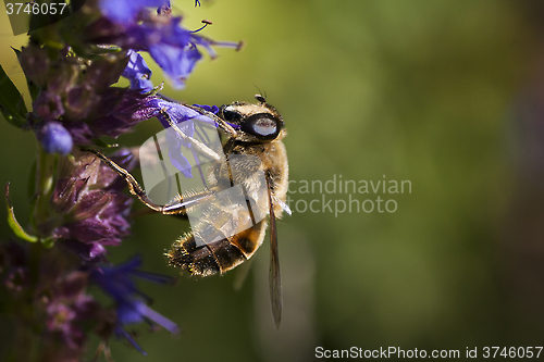 Image of flower fly