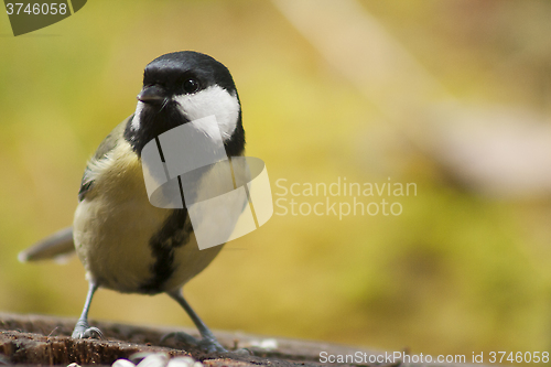 Image of great tit