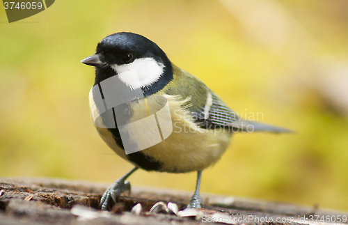 Image of great tit