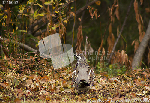 Image of hazel grouse