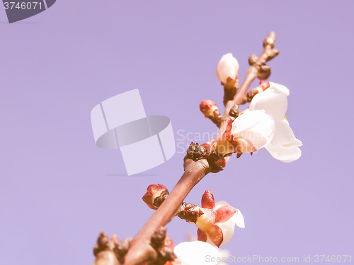 Image of Retro looking Fruit tree flowers