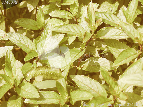 Image of Retro looking Peppermint picture