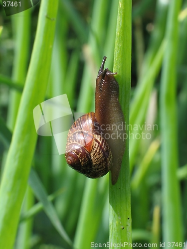 Image of crawling snail