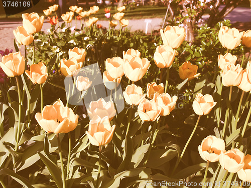 Image of Retro looking Tulips