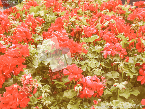 Image of Retro looking Geranium flower