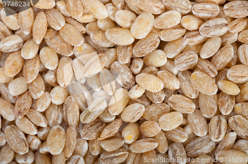 Image of organic barley grains