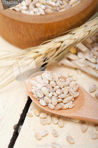 Image of organic wheat grains 