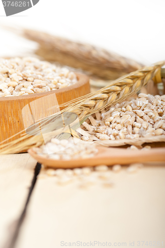 Image of organic wheat grains 