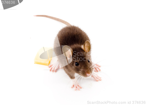 Image of Brown Rat