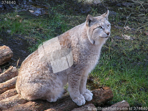 Image of Lynx - Gaupe