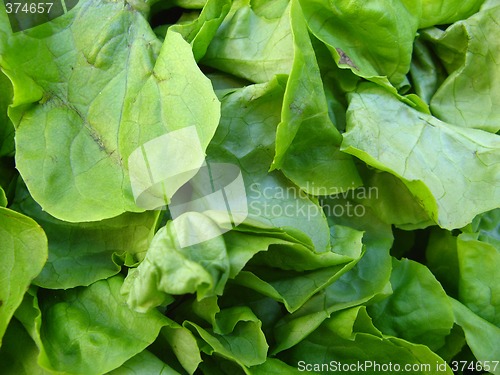 Image of green salad